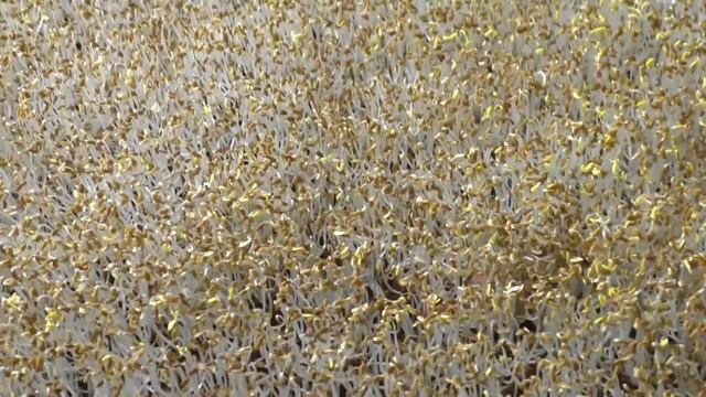 Alfalfa Microgreens Or Sprouts - How To Grow - Walk Through