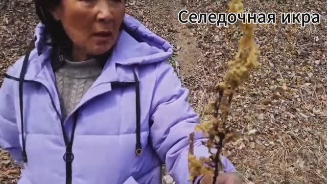 Селедочной икры целый берег / остров Сахалин