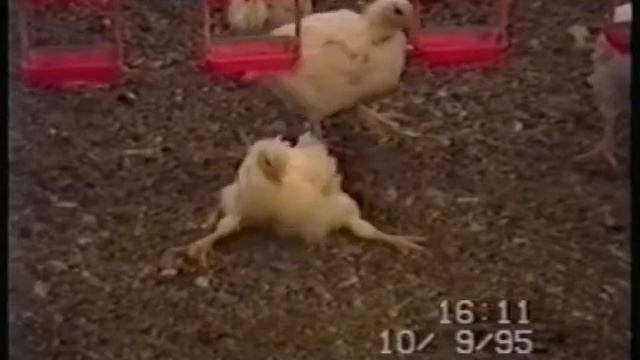 Кто такие вегетарианцы