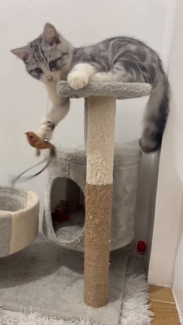 Cute cat is so playful #cat #cute #shorts #kitten смотреть онлайн