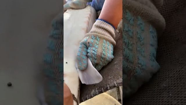 Получение черной икры