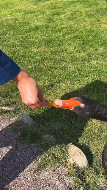 Изумрудный лес, сафари парк смотреть онлайн