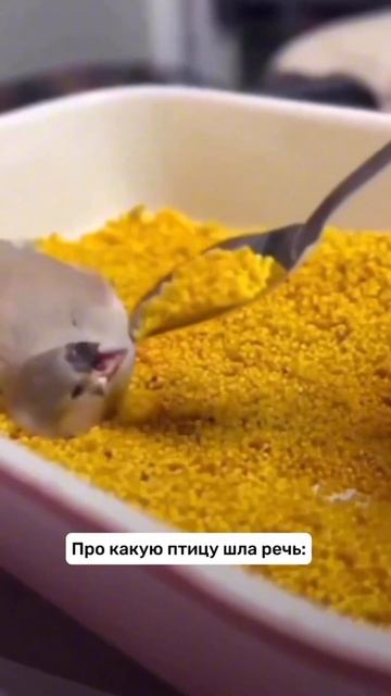 #диета #reels #угар #мукбанг #кафе #ресторан #еда #голод #треш #красавица #рпп #вкус #кишкоблуд #пп смотреть онлайн