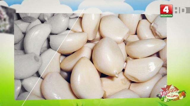 Удачи на даче. Секреты выращивания клубники и лука смотреть онлайн