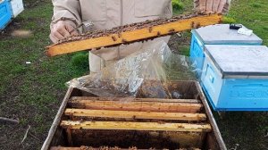 Вывод сверхранних маток. Формирование семьи-стартера.