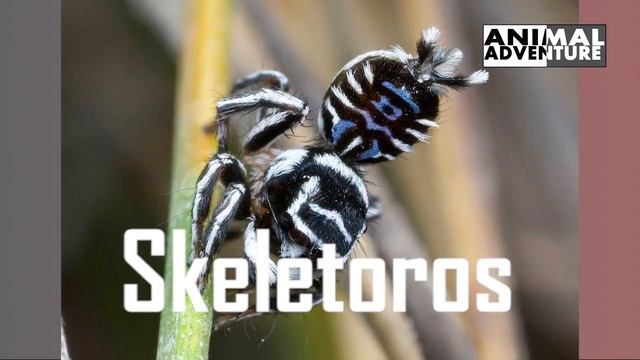 True Facts : Peacock Spiders(Maratus Speciosus) смотреть онлайн