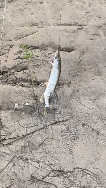 Таких отпускаем | Палаточный лагерь Outventure Trenton 4 смотреть онлайн