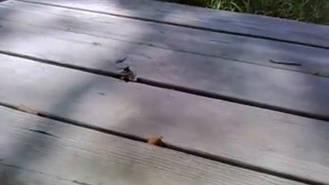 Female Eastern Cicada Killer Wasp (Sphecius speciosus) смотреть онлайн