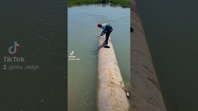 #2024 #сазаннакаждомзабросе #fishing #carpfishing #рыбалка #сеть #fish #казахстан смотреть онлайн