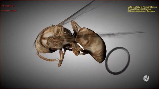 Hide the specimen support in 3D rendering view so we can see the whole bee! смотреть онлайн