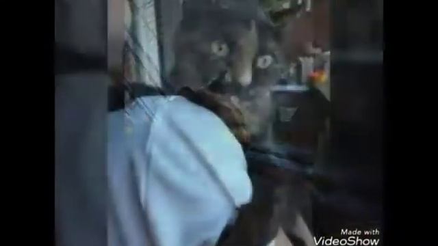 Анимация про мою кошку😊🐈💖 смотреть онлайн