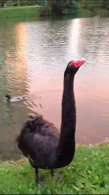 Лебедь смотреть онлайн