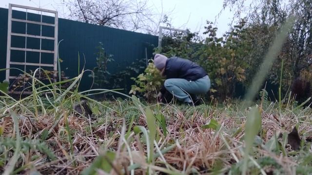 Сад, огород во второй половине октября. смотреть онлайн