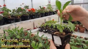 Обзор рассады цветов на конец апреля