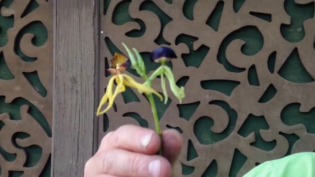 Bläckfiskorkidén смотреть онлайн