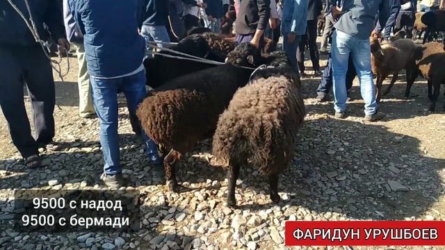 Молбозори Шахристон срочно нархои арзон FARIDUN URUSHBOEV. смотреть онлайн