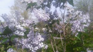 VID_20250425_091532.mp4