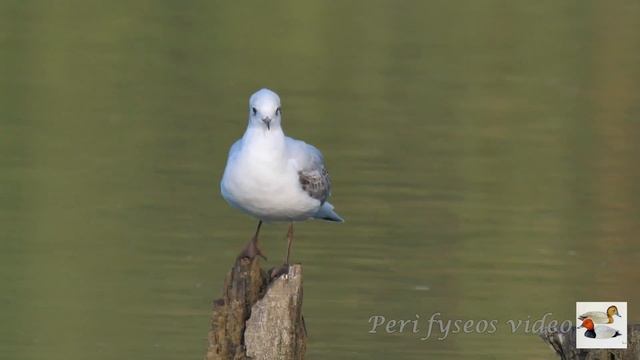 Gabbiano comune - Black-headed Gull (Chroicocephalus ridibundus) смотреть онлайн