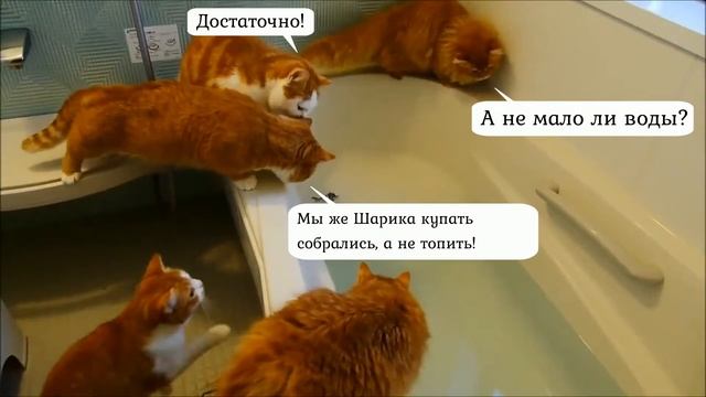 Смешные коты с музыкой 2019 - Смешные кошки МатроскинТВ смотреть онлайн