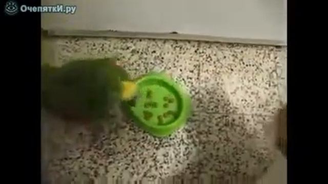 Попугай против кошки смотреть онлайн