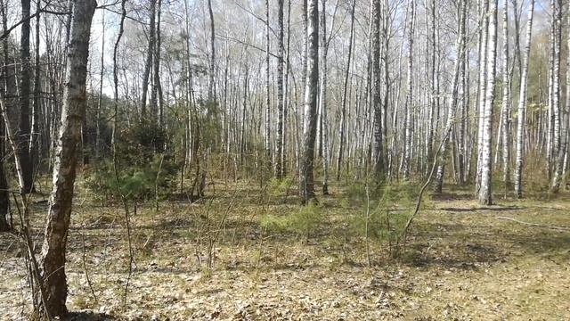 Березовий гай смотреть онлайн