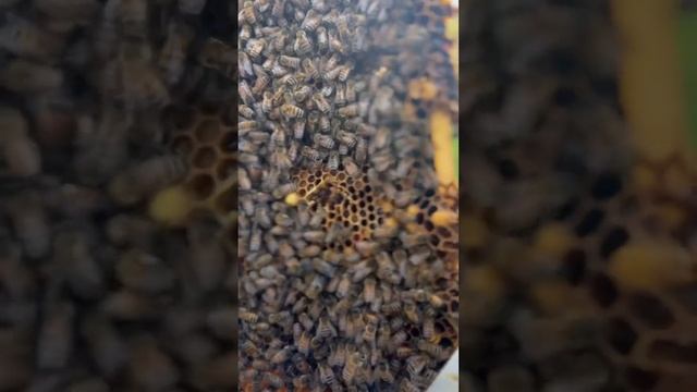 Collecting Supersedure Cells For Wet Cell Grafting #honeybee #beekeeping