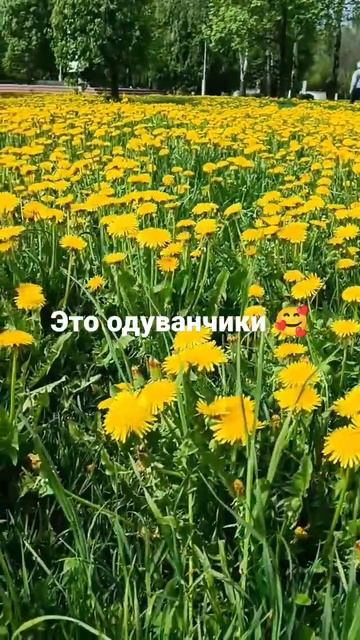 А вы знали что с одуванчиков делают мед? смотреть онлайн