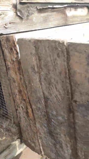 Вьетнамские поросята... Начало) [ переезд в Краснодарский край ] смотреть онлайн