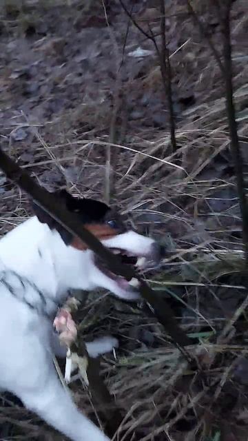 Майкимайк. Сидим с бобром за столом)