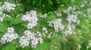 VID_20250425_091614.mp4