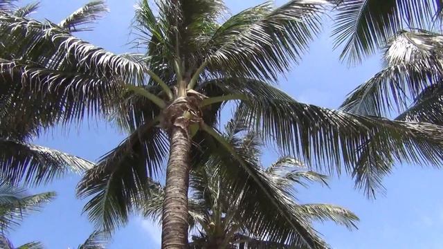 Phuket Graceland Resort & SPA Грэйслэнд Резорт и Спа Отель Уличный продавец на пляже .