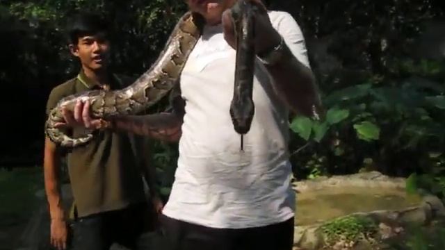 Python vs Human смотреть онлайн