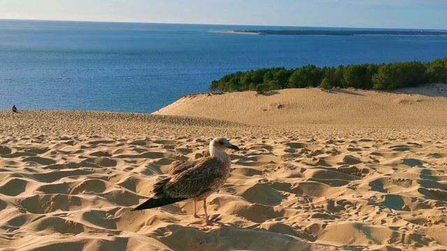 Дюна Пила - самая большая песчаная дюна в Европе, находится во Франции в 60 км от Бордо смотреть онлайн