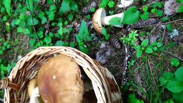 Сбор белых грибов. Пермский край. 2024 смотреть онлайн