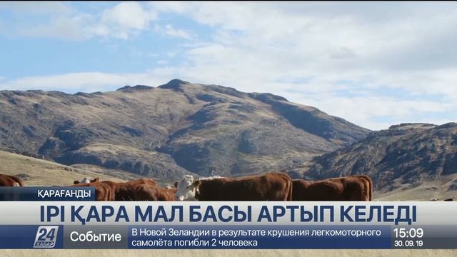 Қарағанды облысында асыл тұқымды мал басы артып келеді смотреть онлайн