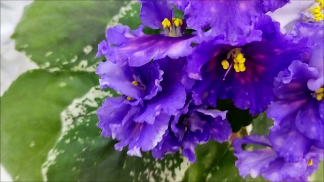 Фиалка Nik-Сокровище Каравана