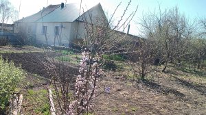 Зацвёл абрикос. Абрикосы Лель, Триумф северный и Чемпион севера. Выращивание абрикосов в Челябинске.