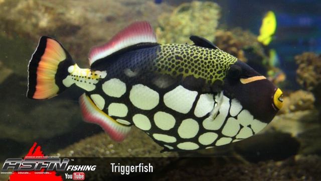 Species | Trigger Fish