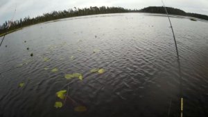 Лебединое озеро. Рыбалка в грозу. Щука на спиннинг и самоловки.
