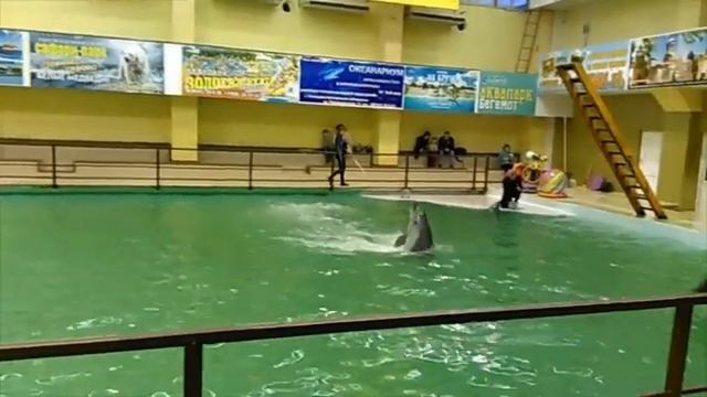 Геленджикский дельфинарий. смотреть онлайн