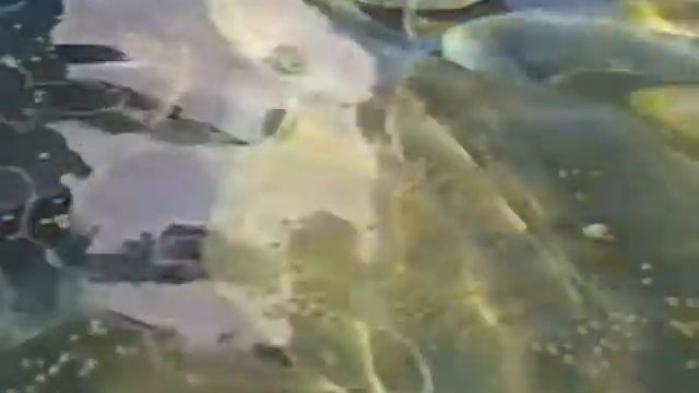 The Best of The Cayman Islands (1989) | VHS[rip] смотреть онлайн