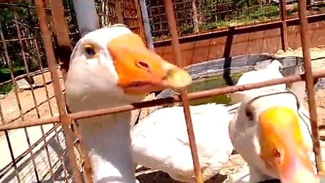 ГУСИ В МОРОЗОВСКОМ смотреть онлайн