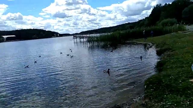 Кормим "дичь"🔴развлечение В сан. "белорусочка" смотреть онлайн