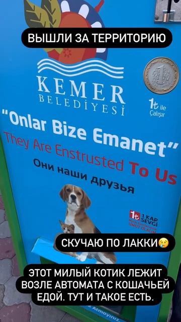 Вышли за территорию отеля и нашли котика Отель: Queen's Park Rai Premium Tekirova смотреть онлайн