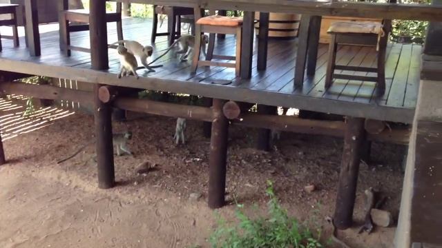 Black Mamba Eats a Frog in South Africa смотреть онлайн