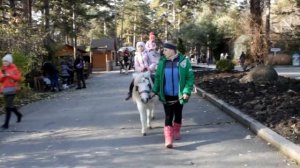 Катание верхом на лошади | Видео про лошадей для детей