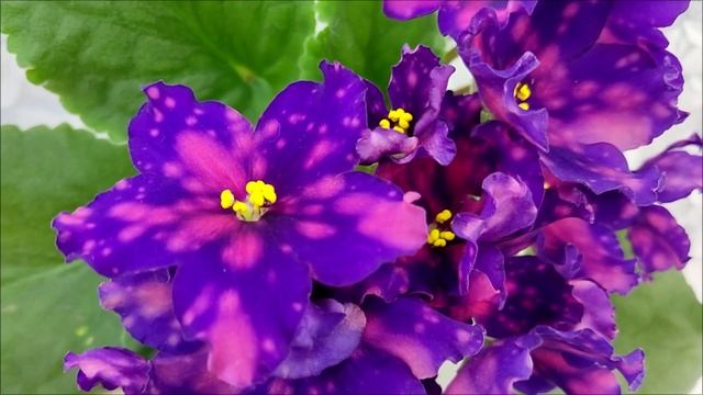 Фиалка РС-Метагалактика