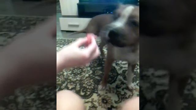 Собака не хочет кушать грейпфрут