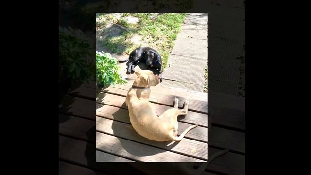 A Day With The Rover Dogs