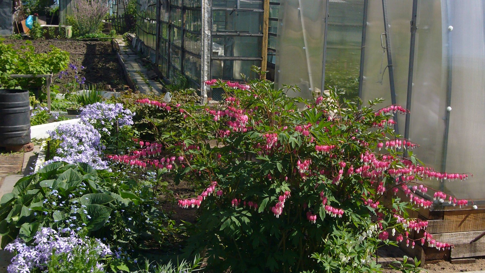 2031.  Проверяем весенний посев озимого чеснока.